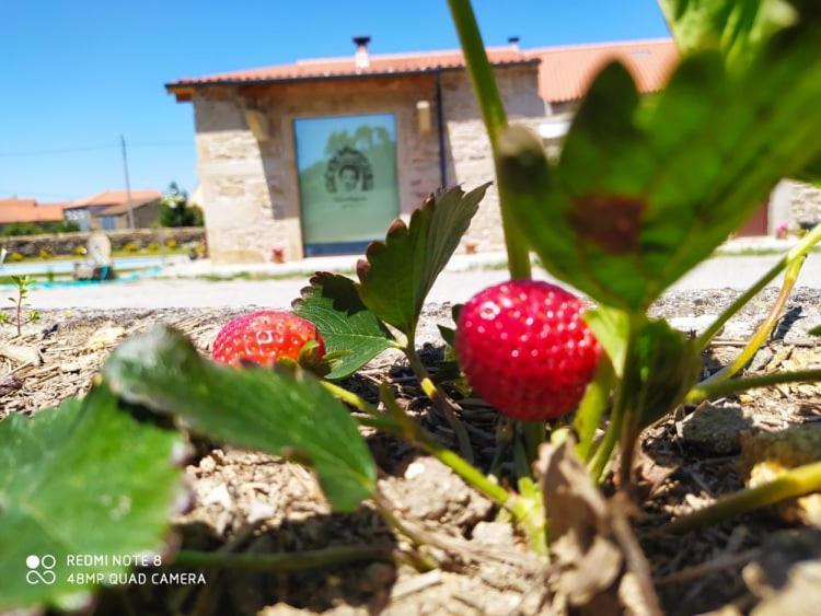 Casa D'Augusta - Agroturismo Miranda do Douro Dış mekan fotoğraf